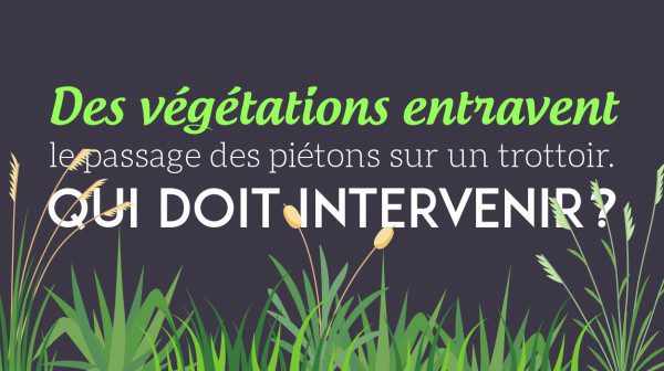 mauvaises-herbes-trottoirs